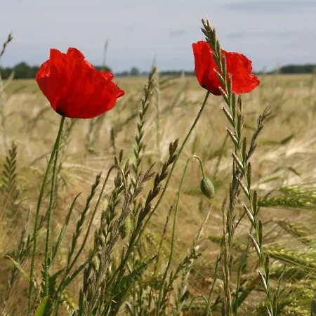 公寓 In Brusow An Der Ostseekueste Kröpelin