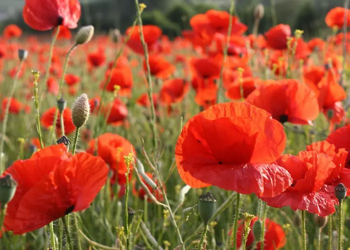 公寓 In Brusow An Der Ostseekueste *